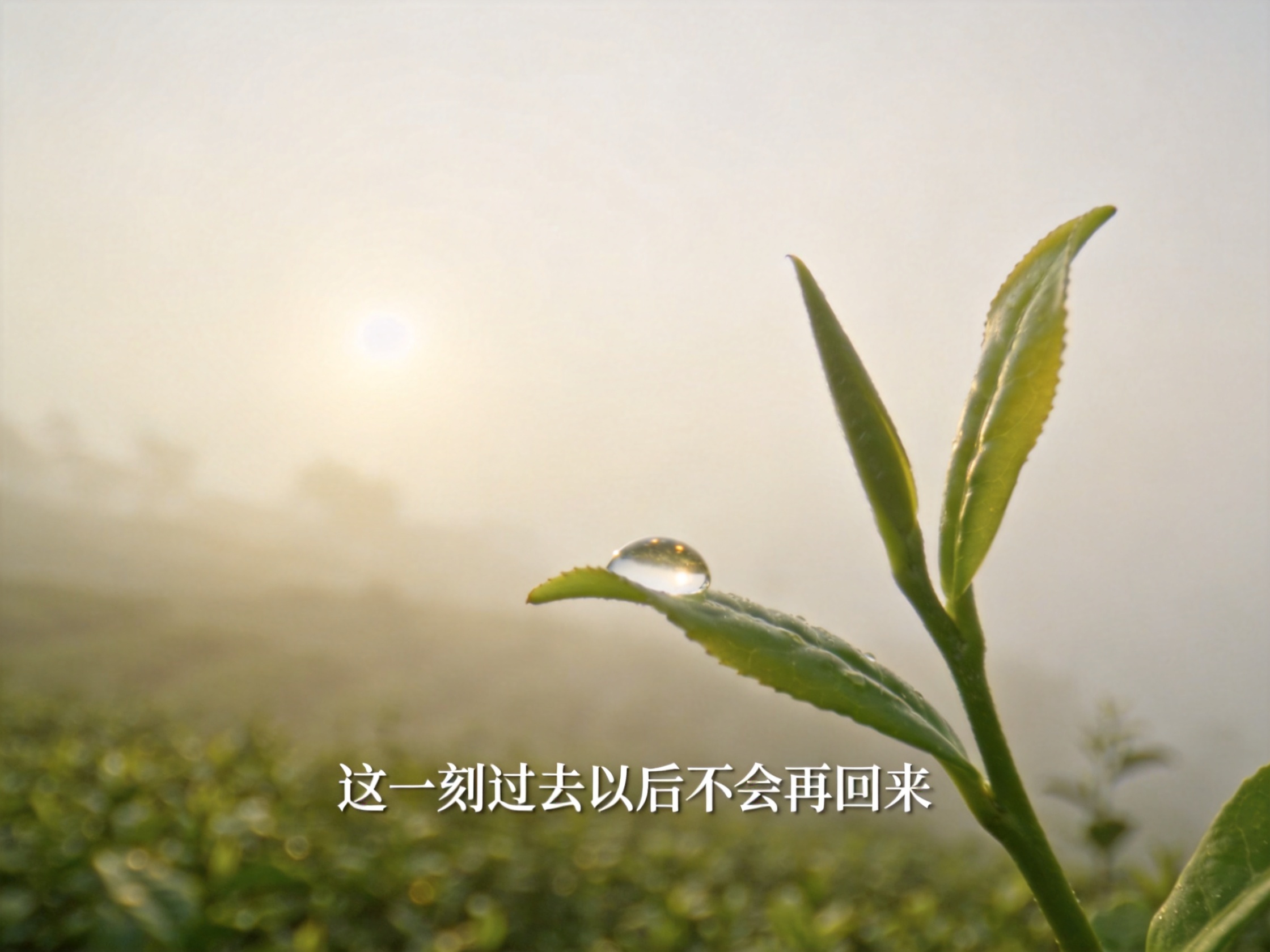 春天只有一次 SEASON / 时令